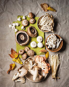 Various fresh mushrooms (button, portobello, shimeji, shiitake, oyster and enoki)