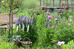 Paeonia lactiflora 'Glory Hallelujah' (Peony), Lupinus polyphyllus