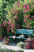 Blue Bank under Rosa gallica 'Scharlachglut' (Historic Shrub Rose)