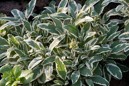 Herb bed with natural stone boundaries: Salvia officinalis 'Rotmühle'