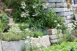 Kräuterbeet mit Einfassung aus Natursteinen : Salvia officinalis 'Rotmühle'