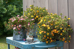 Delosperma Wheels of Wonder 'Orange Wonder' 'Hot Pink Wonder'