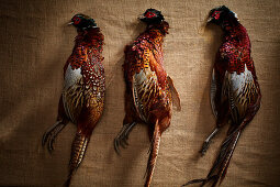 Three unplucked pheasants on a linen cloth