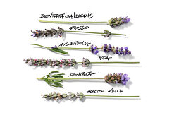 Various types of lavender