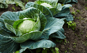 Cabbages in the field