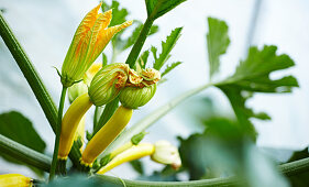 Courgette plant with flowers