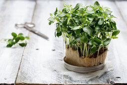 Sprouting cress