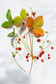 Wild strawberry leaves and berries on a piece of linen
