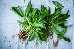 Fresh wild garlic leaves with roots