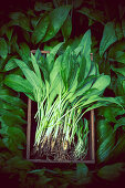 Freshly harvested wild garlic in a wooden crate