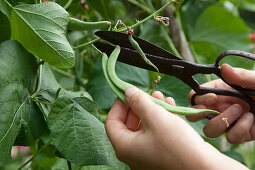 Hands picking beans with scissors