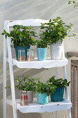 Balcony With Fruit Herbs