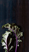 Two kale leaves with violet stems