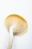 A lemon mushroom (from below)