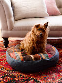 Dog sitting on floor cushion made from pieces of carpet