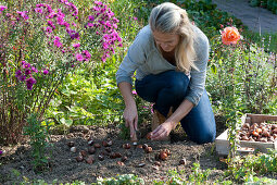 Plant flower bulbs in the bed in autumn