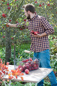 Mann pflückt Äpfel und legt sie in Erntekorb