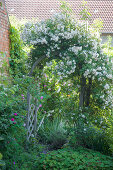 Rose arch in garden