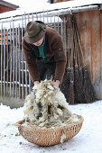 A man putting freshly shorn sheep's wool in a basket
