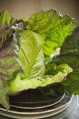 Fresh cabbage leaves
