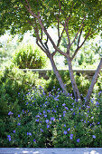Baum im sonnigen Blumenbeet mit blauen Storchschnäbeln