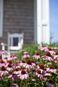 Bed of flowering Echinaceas outside house