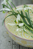 Snowdrops in a bowl