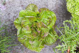 Various types of lettuce in pots