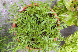 Various types of lettuce in pots