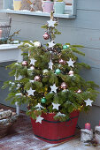 Nordmann fir with stars and balls as a Christmas tree