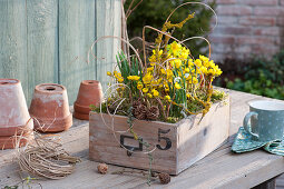 Box plant with Winter aconite and snowdrops