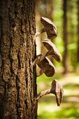 Mushrooms made from brown paper on tree trunk in woods