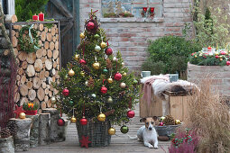 Weihnachtsbaum im Korb mit Birkenstämmen