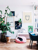 Large houseplant in front of wall with pictures, shelf with star decoration and dog on pillow in the living room