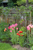 Pink tulips in garden