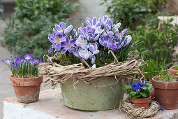 Spring Crocus 'striped Beauty' In Tin Bowl