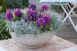 Hyacinth 'miss Saigon' And Curry Herb In Shell