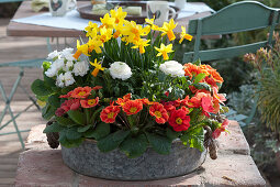 Zinc Bowl With Daffodils, Primroses And Ranunculus