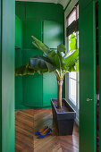 Banana tree next to window in front of green fitted cupboards