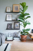 Fiddle leaf fig next to gallery of pictures on picture ledges