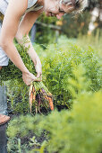 Woman harvesting carrots in the garden