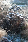 Verschneite Samenstände von Fetthenne und Aster im Winter