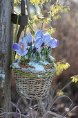 Crocus 'king Of Striped' Hung In Basket On Post