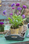 Kugelprimeln As Table Decoration On Wooden Tray