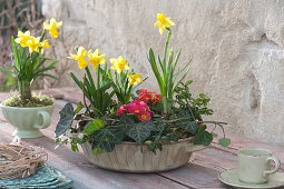 Spring Cup With Daffodils And Primroses