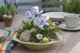 Bowl With Crocus And Blue Oysters As Table Decoration