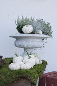 Autumnal arrangement with white pumpkins and moss