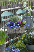 Korb mit Strahlen-Anemonen, Hyazinthen und Thymian auf Stuhl im Garten