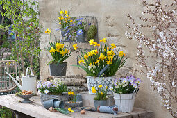 Terrace arrangement with daffodils, violets and grape hyacinths
