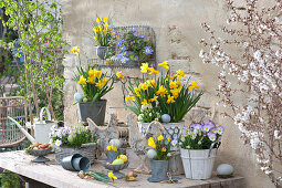 Terrace arrangement with daffodils, violets and grape hyacinths